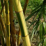 Phyllostachys vivax Huangwenzhu-inversa 5 2012.JPG